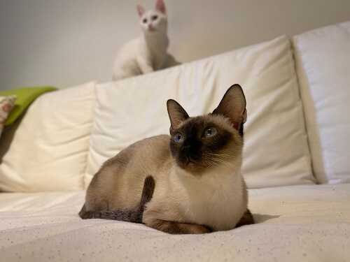 Siamese.hu