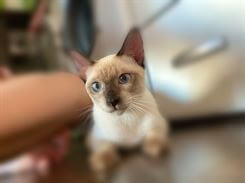 Siamese.hu