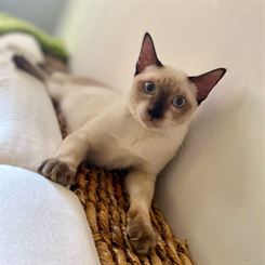 Siamese.hu