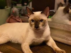 Siamese.hu