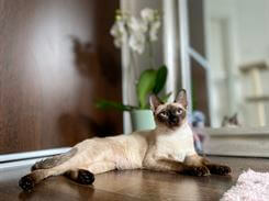 Siamese.hu