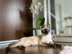 Siamese.hu