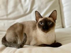 Siamese.hu