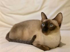 Siamese.hu