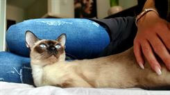 Siamese.hu