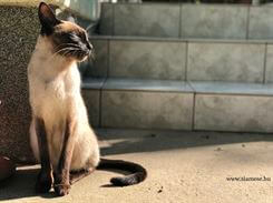 Siamese.hu