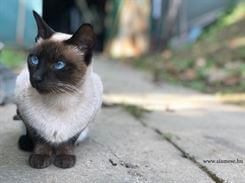 Siamese.hu